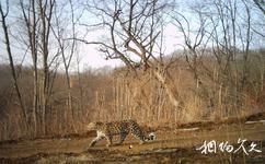琿春東北虎國家級自然保護區旅遊攻略之豹