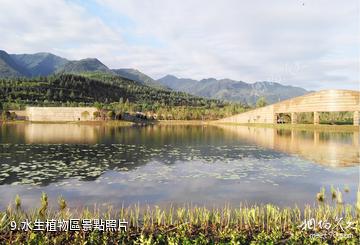 西安周至秦嶺國家植物園-水生植物區照片