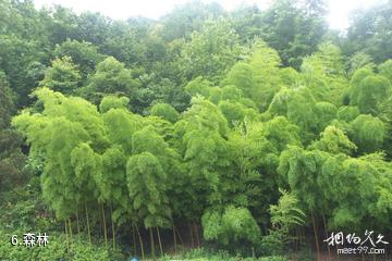 怀化钟坡风景区-森林照片
