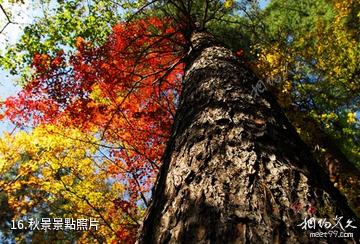 黑龍江涼水自然保護區-秋景照片