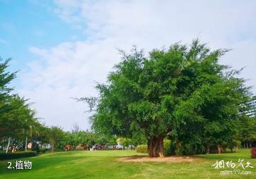 海南海东方沙滩公园-植物照片