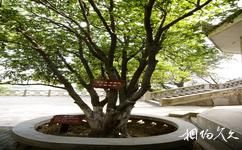 西安常宁宫旅游攻略之桂花树
