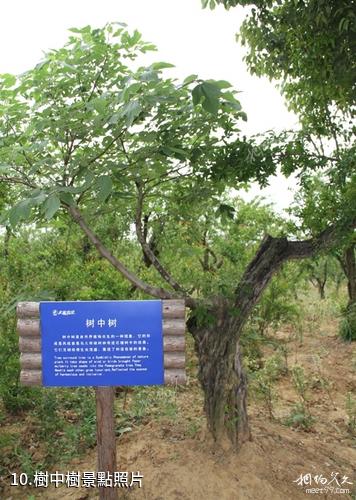 安徽禾泉農莊-樹中樹照片