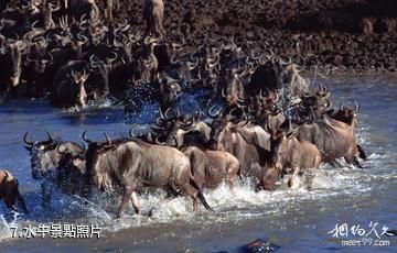 澳大利亞卡卡杜國家公園-水牛照片