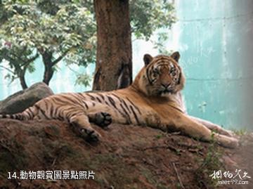 揭陽京明溫泉度假村-動物觀賞園照片