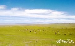 新疆白石头旅游攻略之高山牧场