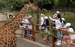 西安秦嶺野生動物園旅遊攻略之長頸鹿零距離