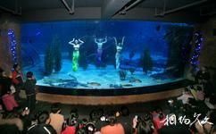 杭州海底世界旅游攻略之人鱼同乐