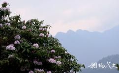 河南洛陽白雲山旅遊攻略之高山杜鵑園