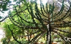 南非先民纪念馆旅游攻略之奇特植物