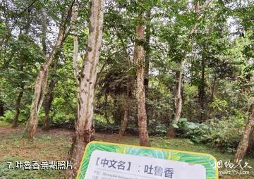 儋州海南熱帶植物園-吐魯香照片