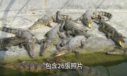 廣州鱷魚公園驢友相冊