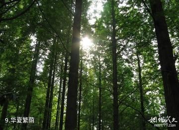 陕西南宫山国家森林公园-华夏繁荫照片
