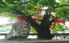 遂寧龍鳳古鎮旅遊攻略之月老樹