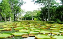 毛里求斯旅游攻略之庞普勒穆斯植物园