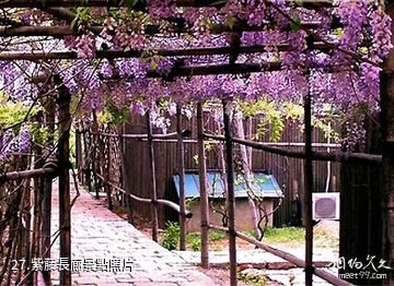 安徽禾泉農莊-紫藤長廊照片