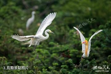 衡陽江口鳥洲-鳥類照片