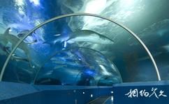 青島海底世界旅遊攻略之海底隧道
