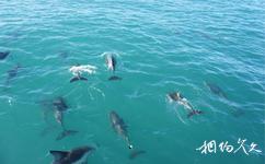 新西兰凯库拉镇旅游攻略之海豚