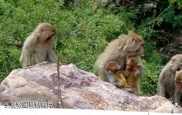 山西沁水歷山國家級自然保護區-獼猴園照片