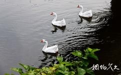 青岛森林野生动物世界旅游攻略之水禽湖