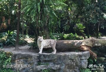 新加坡動物園-白虎區照片