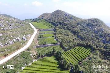 益阳安化云台山景区-茶园照片