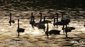 東營龍悅湖天鵝湖-引吭高歌照片