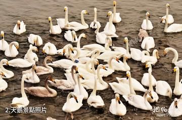 山東榮成大天鵝國家級自然保護區-天鵝照片