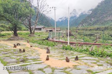 林芝林則生態文化旅遊景區-獼猴照片