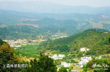 賓陽名山生態旅遊區-森林照片