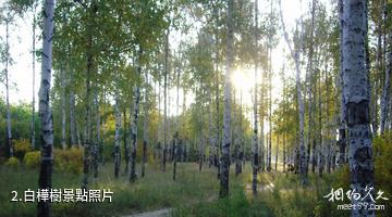 青河白樺公園-白樺樹照片
