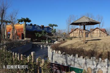 東營黃河三角洲動物樂園-狐猴照片