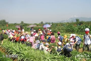 广州快活田心社农家乐-生态菜园照片