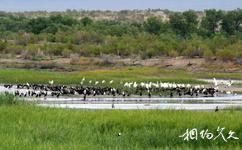新疆艾比湖旅遊攻略之候鳥