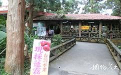 台灣溪頭森林公園（溪頭自然教育園區）旅遊攻略之水果店