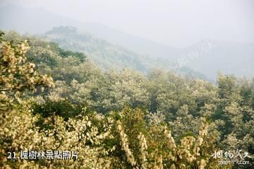 河南靈寶燕子山風景區-槐樹林照片