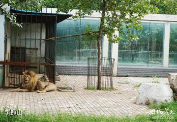 淄博动物园-狮山照片