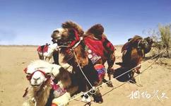 玛纳斯土炮营国家沙漠公园旅游攻略之骆驼