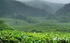 廣西平天山國家森林公園旅遊攻略之高山茶園