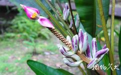 马来西亚姆禄国家公园旅游攻略之紫色芭蕉