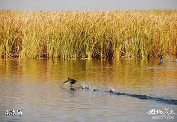 巴彦淖尔市镜湖生态旅游区-水鸟照片