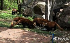成都大熊猫繁育研究基地旅游攻略之小熊猫