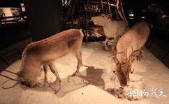 芬兰北极中心和拉普兰省立博物馆旅游攻略之动物