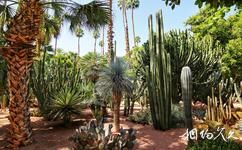 摩洛哥马若雷勒花园旅游攻略之热带植物