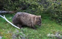澳大利亞搖籃山旅遊攻略之袋熊