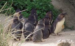 澳大利亞袋鼠島旅遊攻略之神仙小企鵝