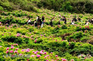 垫江牡丹生态旅游区-百灵山牡丹艺术园照片