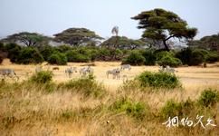 肯亞馬賽馬拉國家保護區旅遊攻略之斑馬