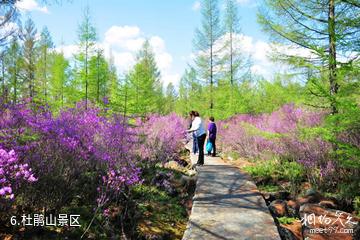 黑龙江丰林国家级自然保护区-杜鹃山景区照片